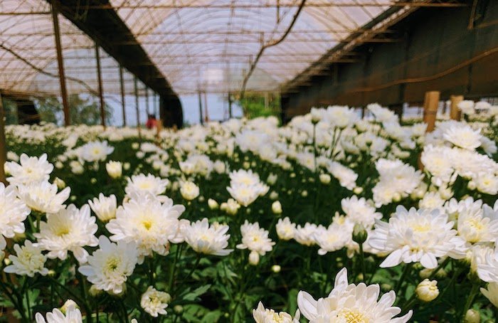 flores em Holambra: visita ao campo de flores