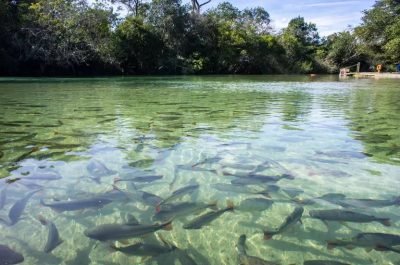 rio com peixes em Bonito