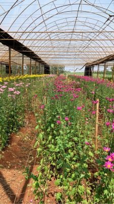 campo de flores