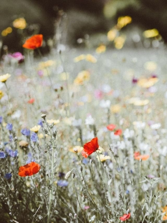Como visitar as estufas de flores em Holambra