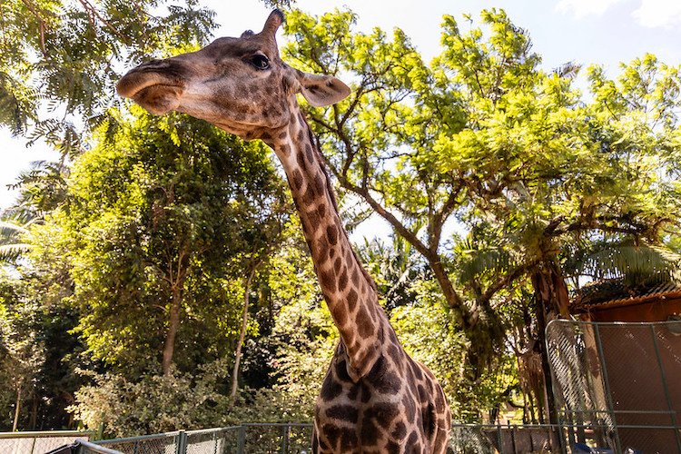 Zoológico de São Paulo_girafa