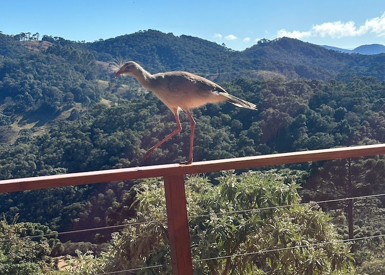 seriema é a ave simbolo do estado de MG
